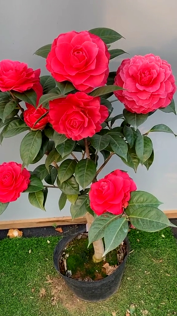 茶花情人节茶花开品鉴赏