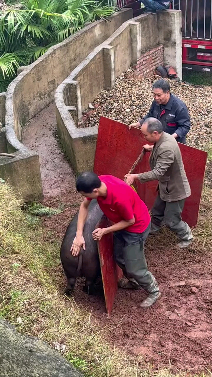 它知道进了上猪台意味着什么拼命着挣脱