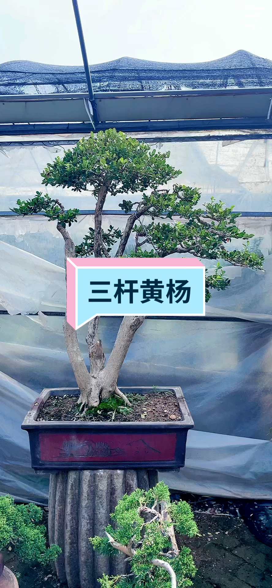 一本三杆老树瓜子黄杨叶子和瓜子一样大小所以叫瓜子黄杨嘛