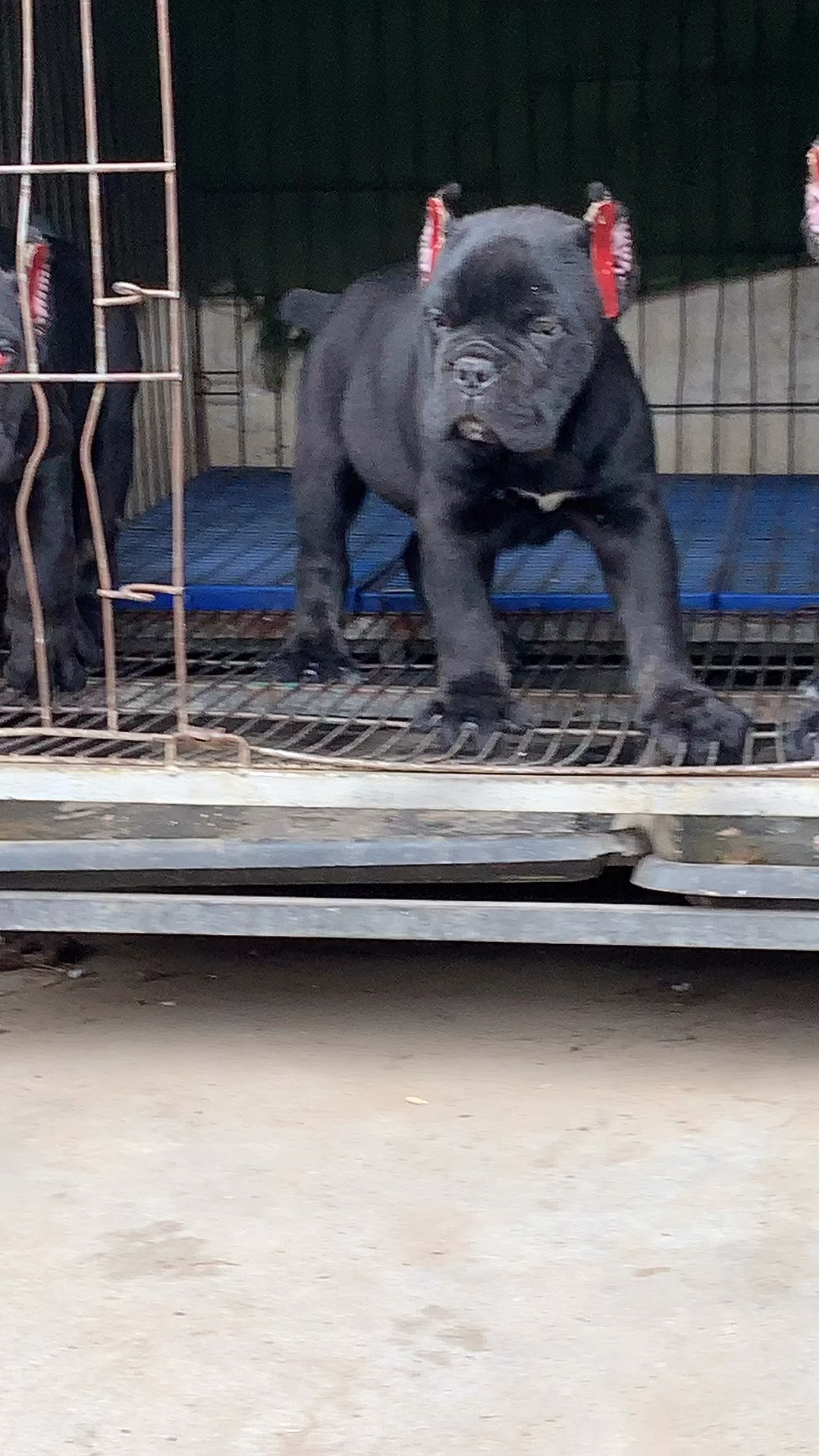 意大利卡斯罗护卫犬憨乎乎霸气黑公