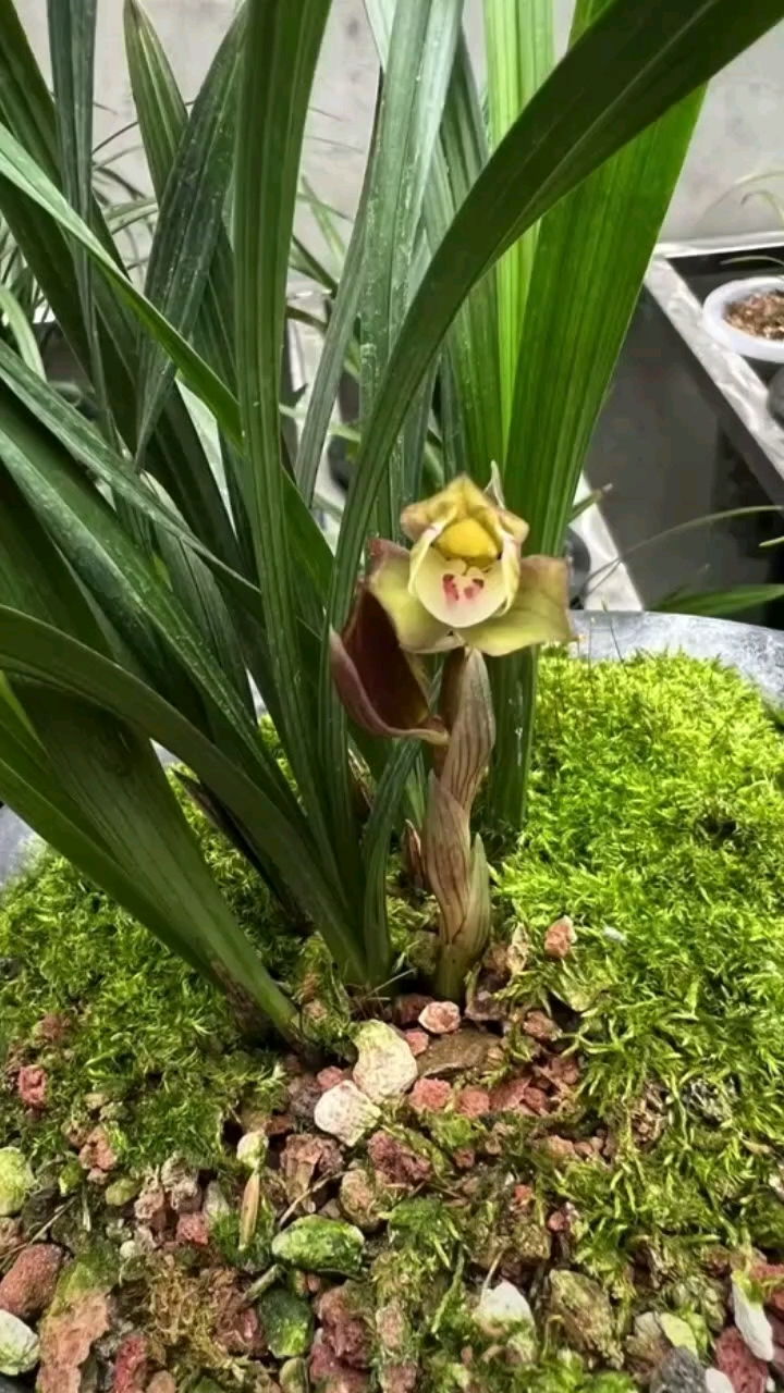 爱兰花养兰花全民小助手春剑矮种荷瓣