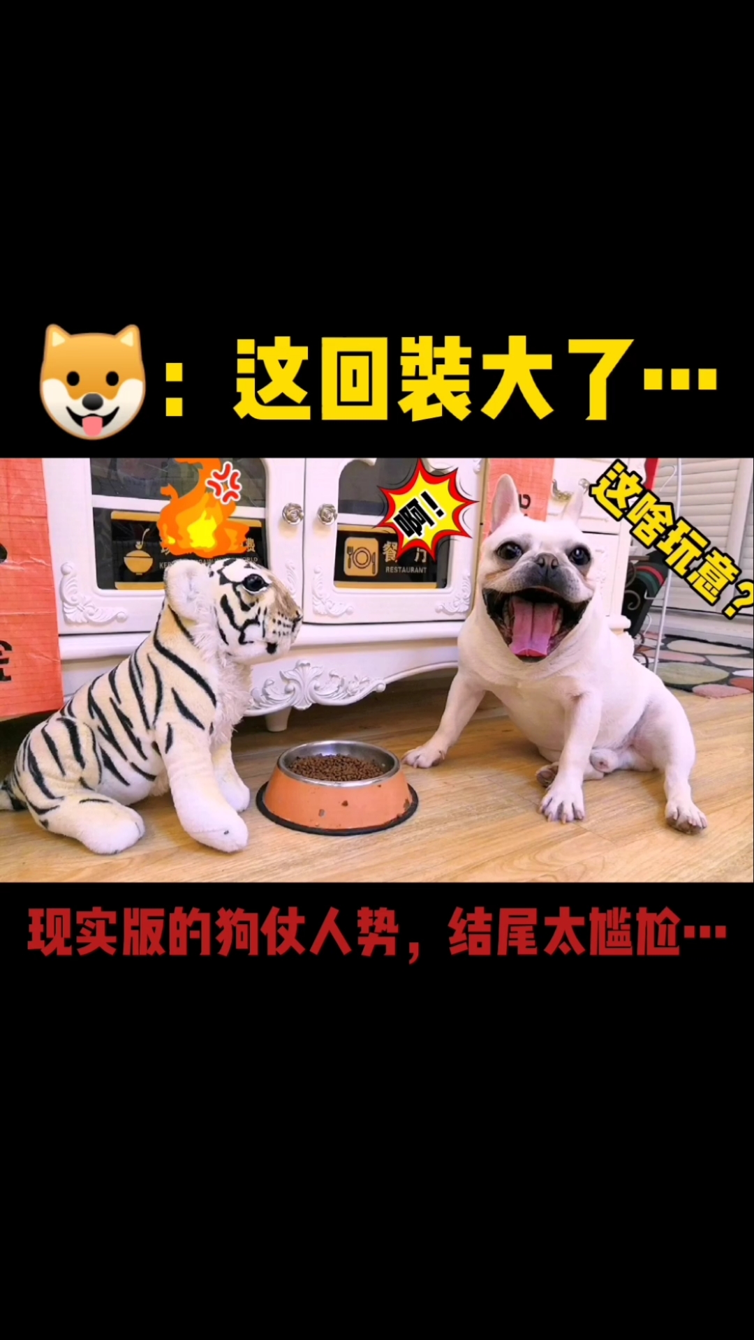 搞笑萌宠#现实版的狗仗人势,有些狗装着装着就装大了,结尾笑死了构