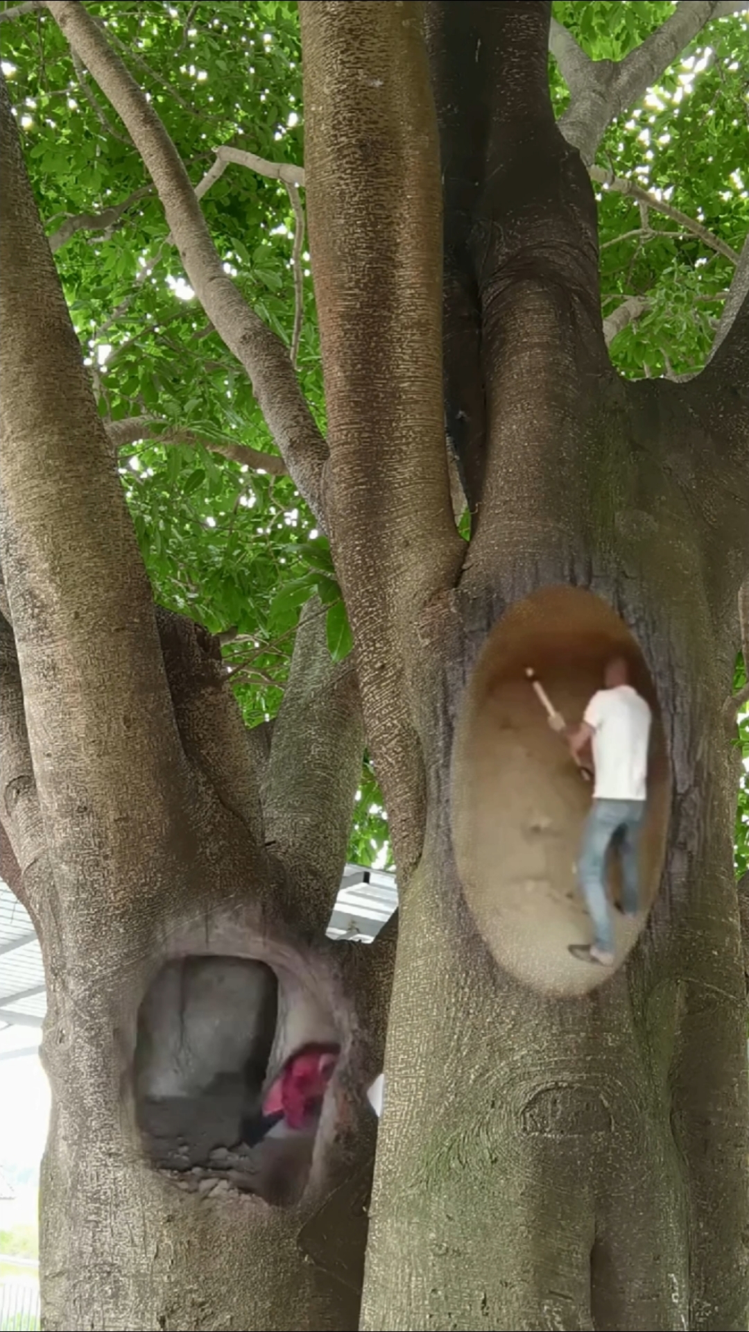 建这种树洞房子你们喜欢吗