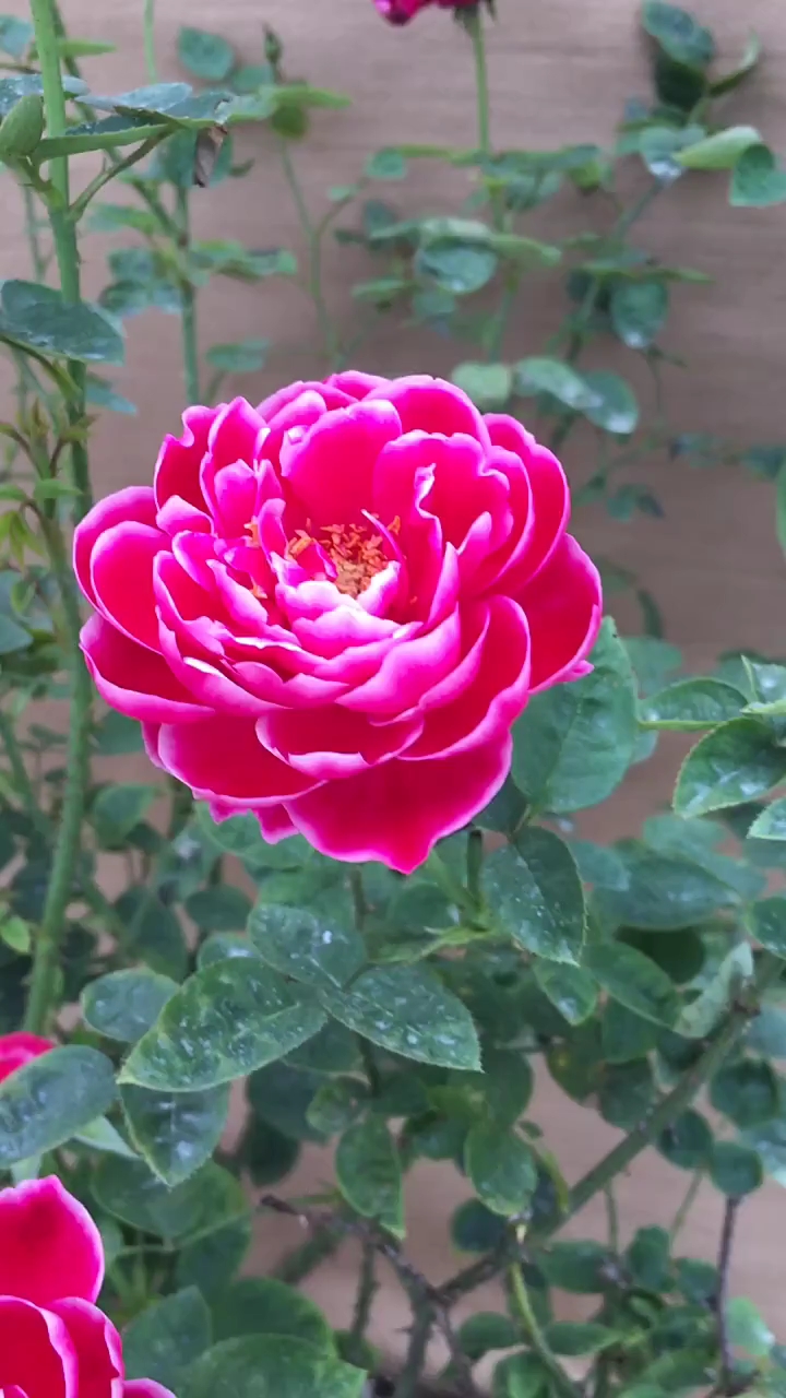 妖花玛丽,大花浓香型,多季开花机器