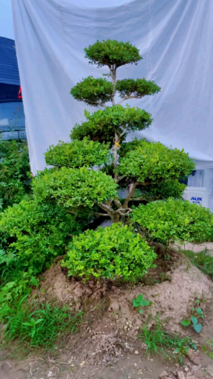 瓜子黄杨造型树家有黄杨世代栋梁四季常青不落叶耐寒耐旱南北方都可以