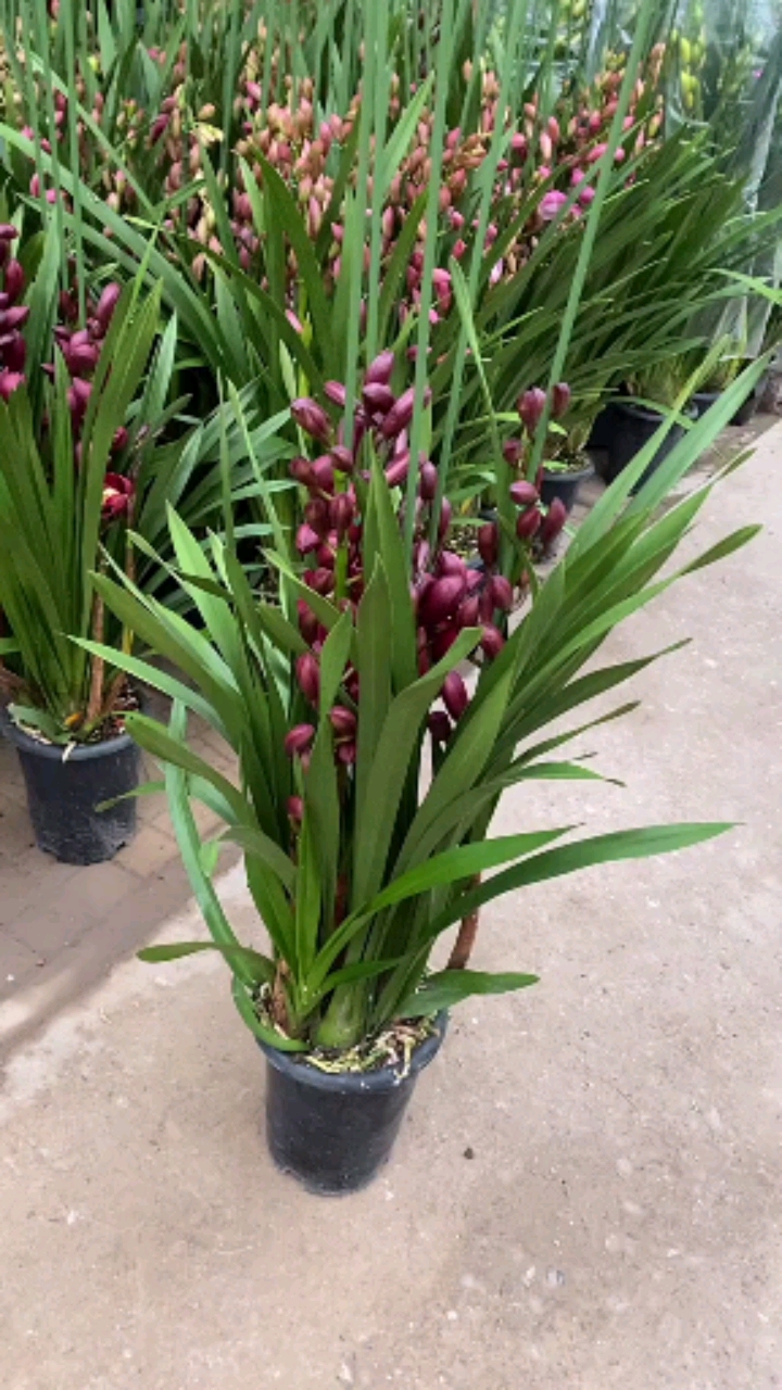 大花蕙兰花苞爆满,喜欢的双击加关注