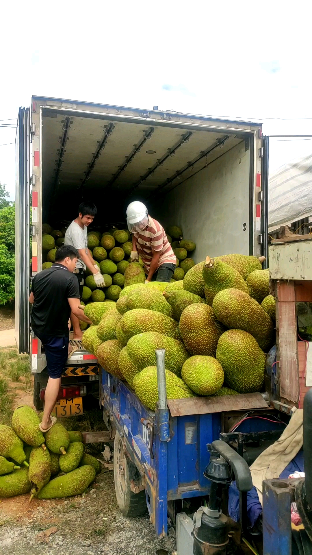 家乡特色美食来自海南国际旅游岛满载阳光的菠萝蜜全身都是宝不仅果肉