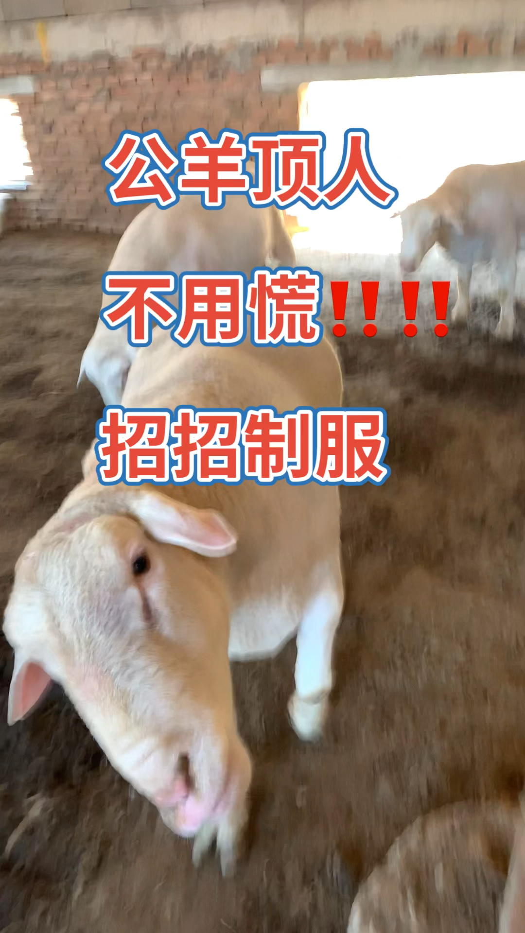 公羊顶人不用慌咱们招招制服