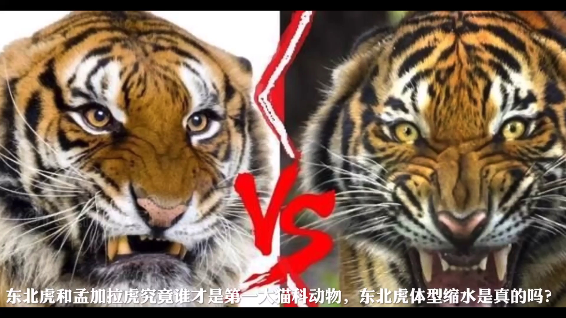 动物世界东北虎和孟加拉虎谁的体型更大到底谁是猫科中体型最大的