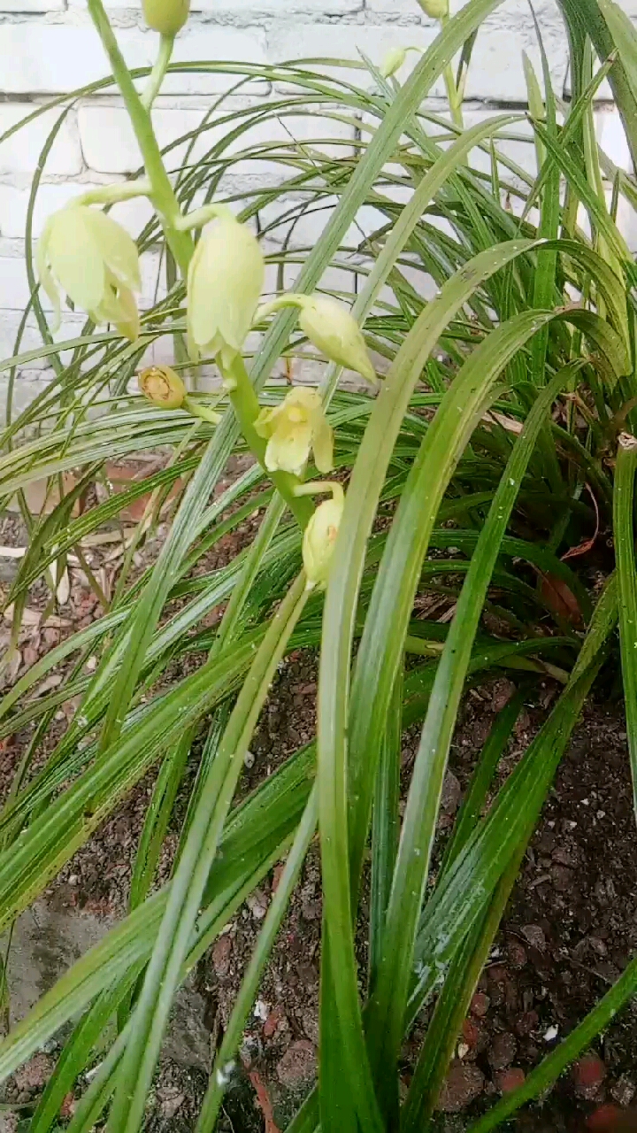刚下山的蕙兰素心花,有喜欢素心花的朋友吗