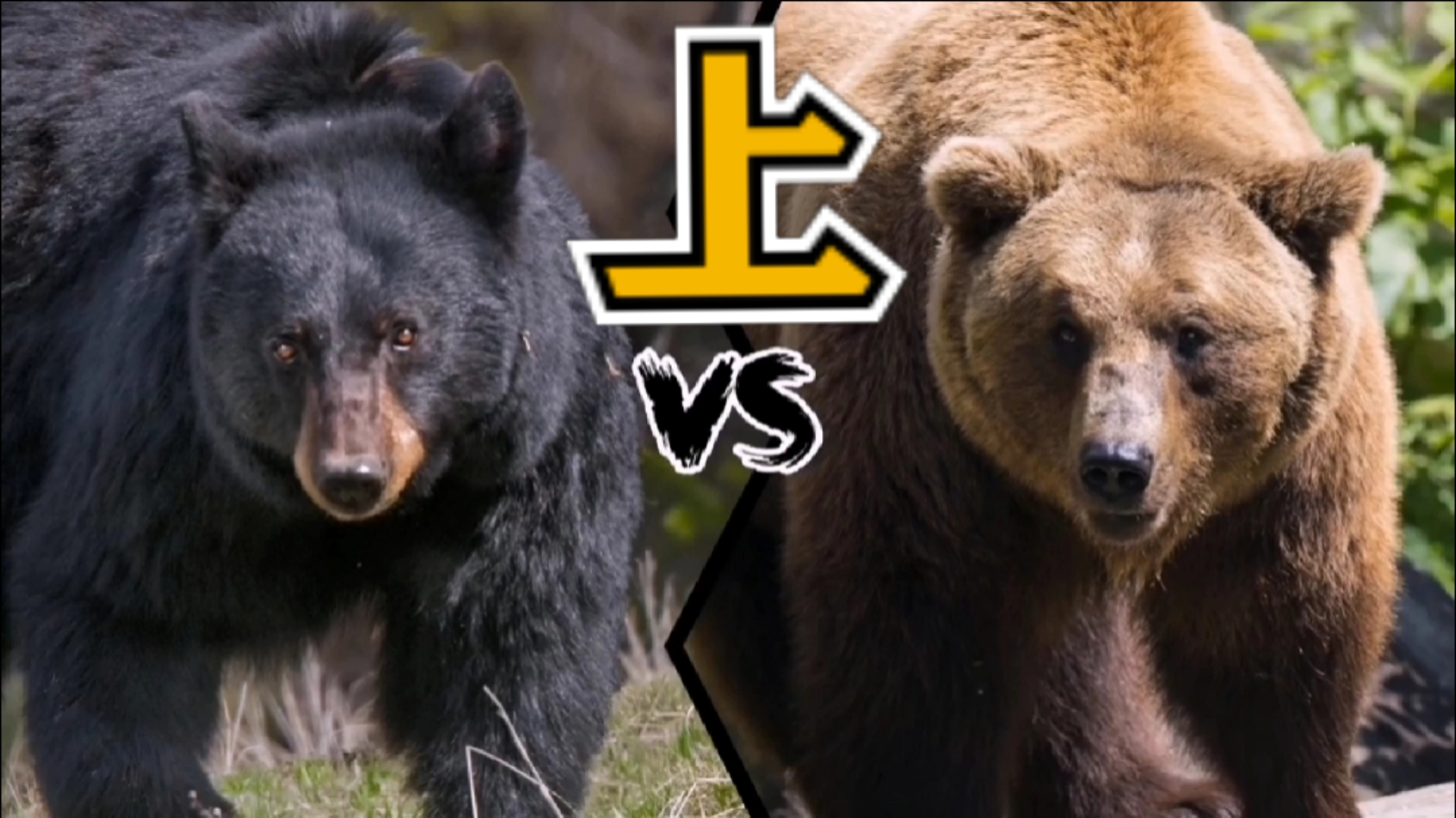黑熊#黑熊vs棕熊>谁会赢得战斗?【上】