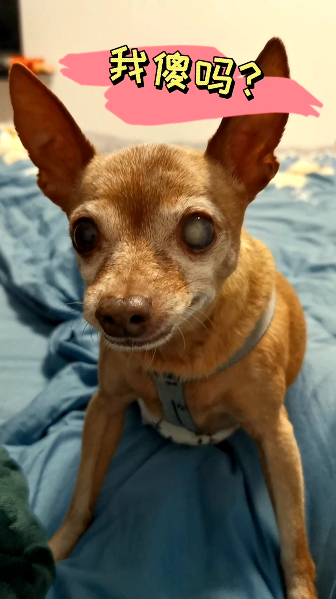 小小爱宠萌化你#这种呆傻的孩子长的都一样!