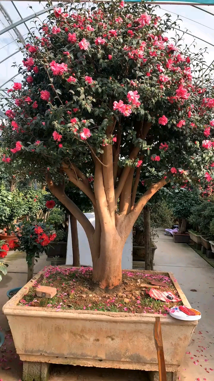 精品老樁茶梅,四季常青不落葉,現在正是花期,適合庭院別墅農家小院