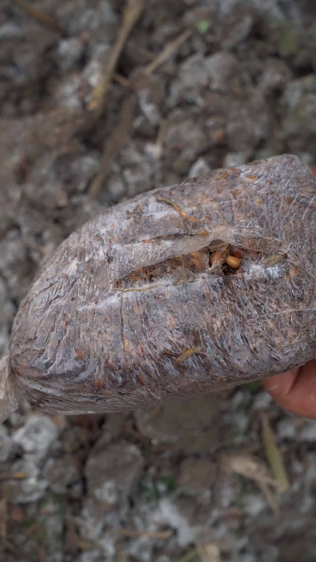 羊肚菌#今年最后一批下种的羊肚菌,气温低担心菌丝长不好,没想到还不