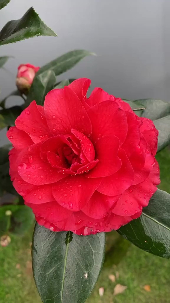 伯拜范茶花开品鉴赏!