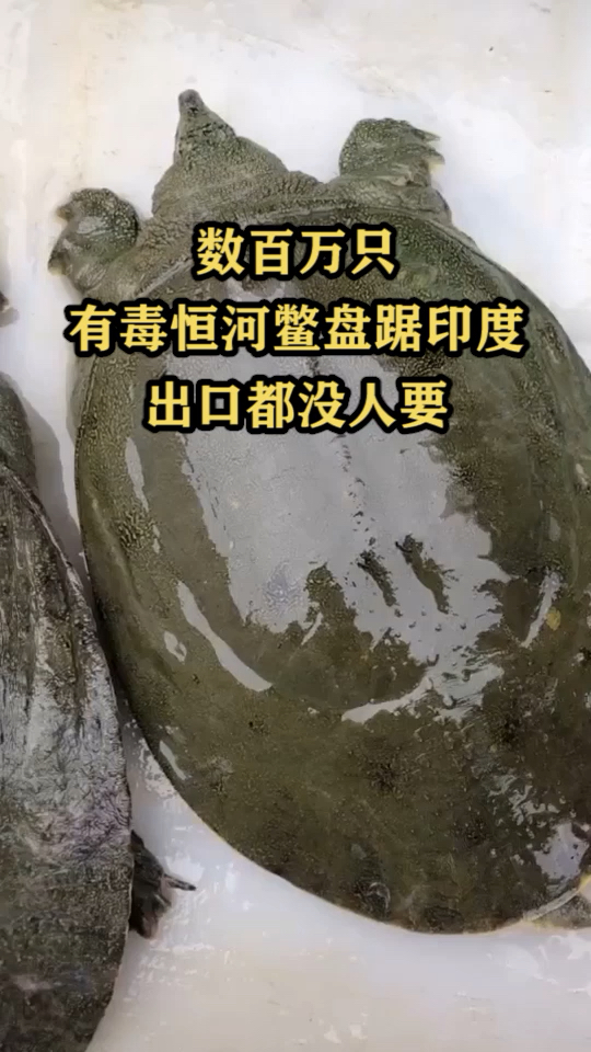 我要上热门#恒河鳖,出口没人要