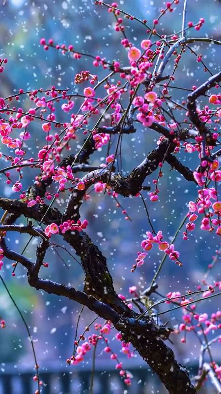 孰人能懂梅沁雪,孰人能醉雪中情;孰人能解境中意,清风不语梅雪从#梅