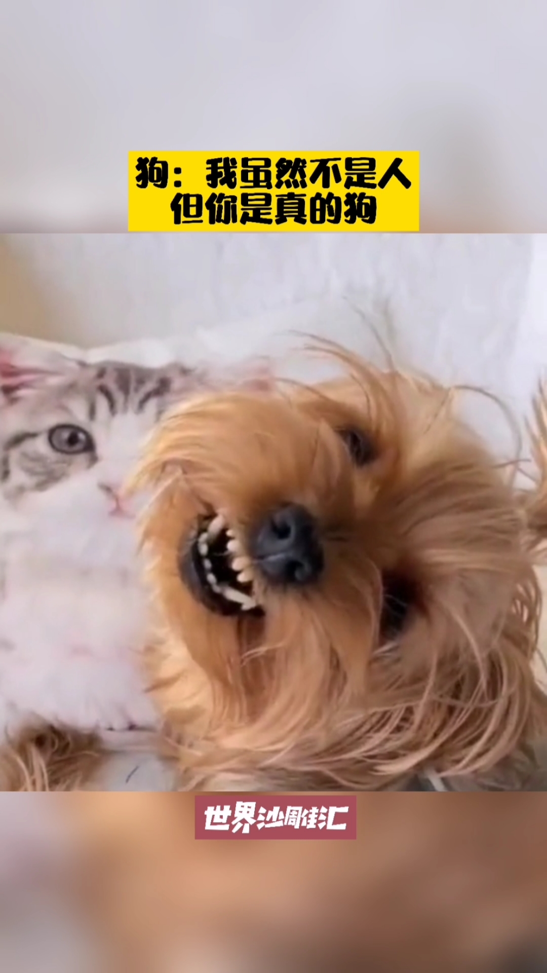 我要上热门#狗:我虽然不是人,但你是真的狗