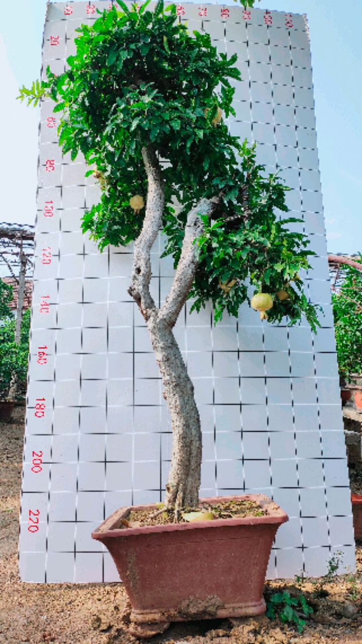 石榴盆景#精品白玉籽石榴盆景文人庄