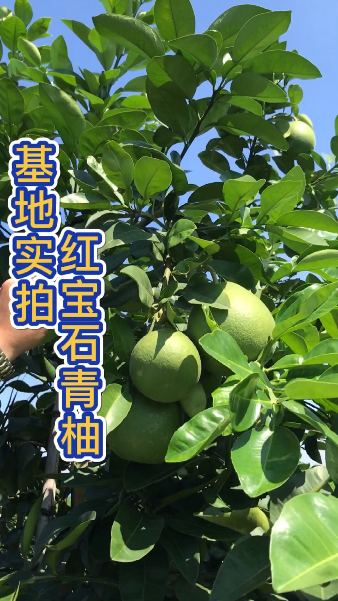 泰国红宝石青柚#基地实拍红宝石青柚