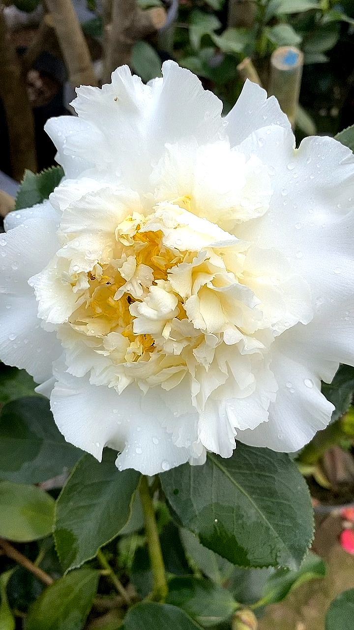 茶花名品,白天鹅,花直径开到十五公分左右!洁白无瑕!-度小视