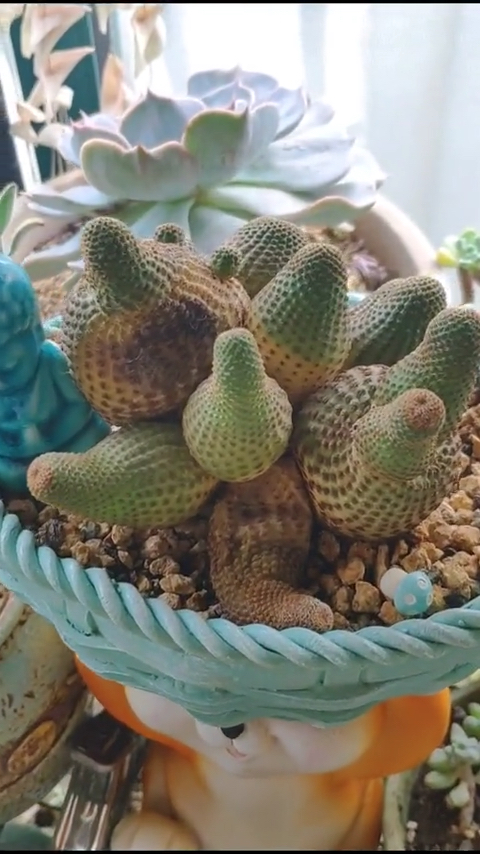 家里养了好几年的仙人球黑斜子突然黑腐,明天切开看看几个能救回来