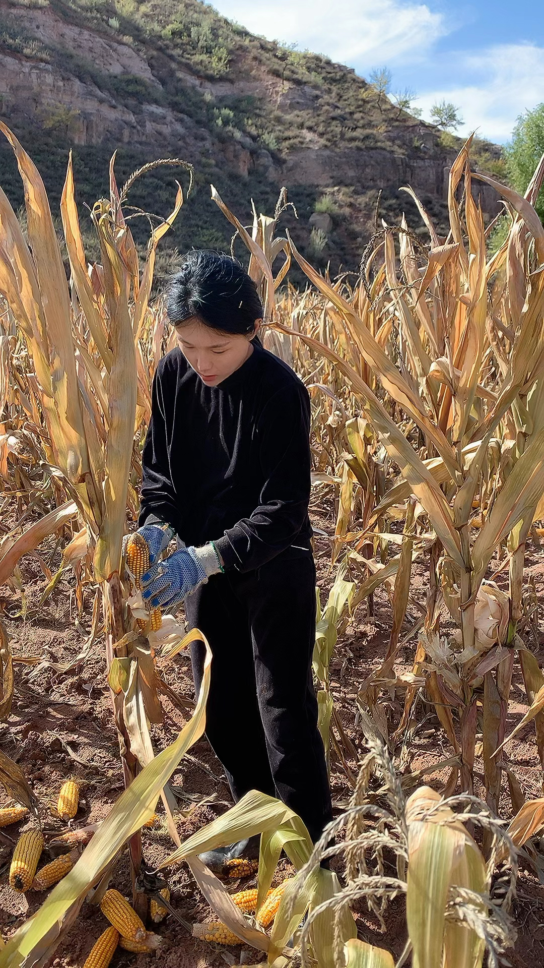 这几天不停得搬玉米真的好累啊,但看着爸妈辛勤耕种的玉米终于有了