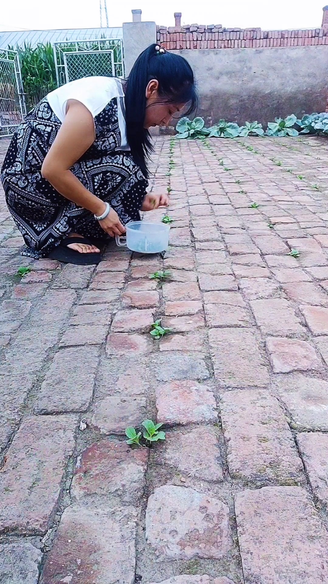 全网砖缝种菜第一人砖地种白菜长大啦