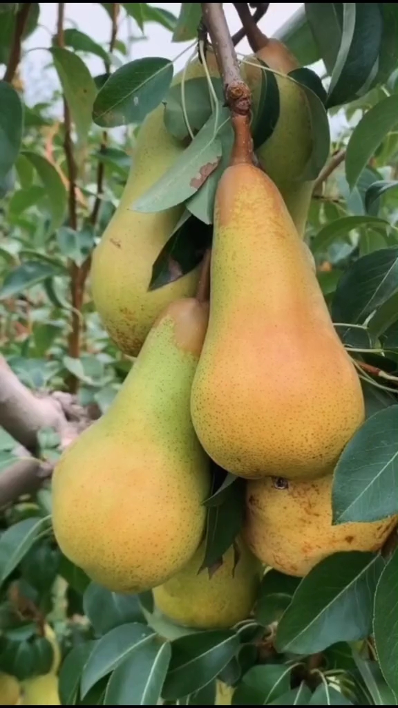 阿巴特香梨,又香又甜,可食率高达95%,值得推荐!