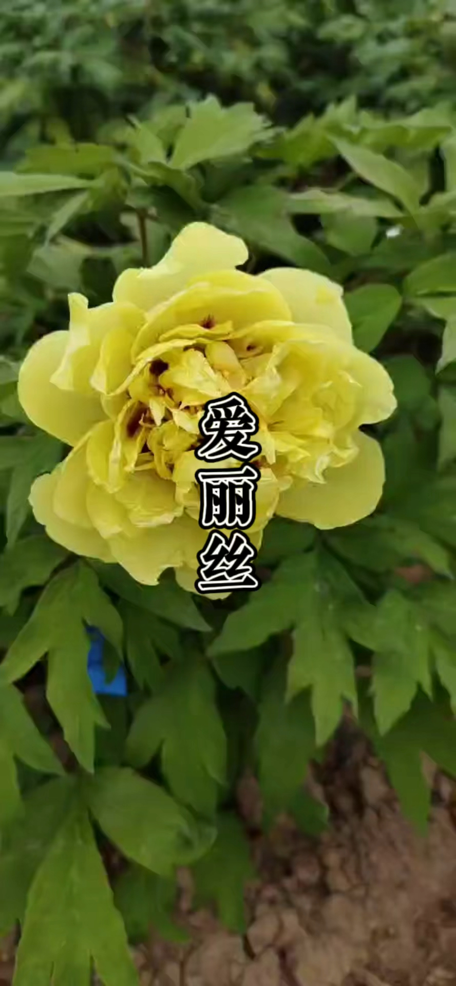 牡丹品种,爱丽丝