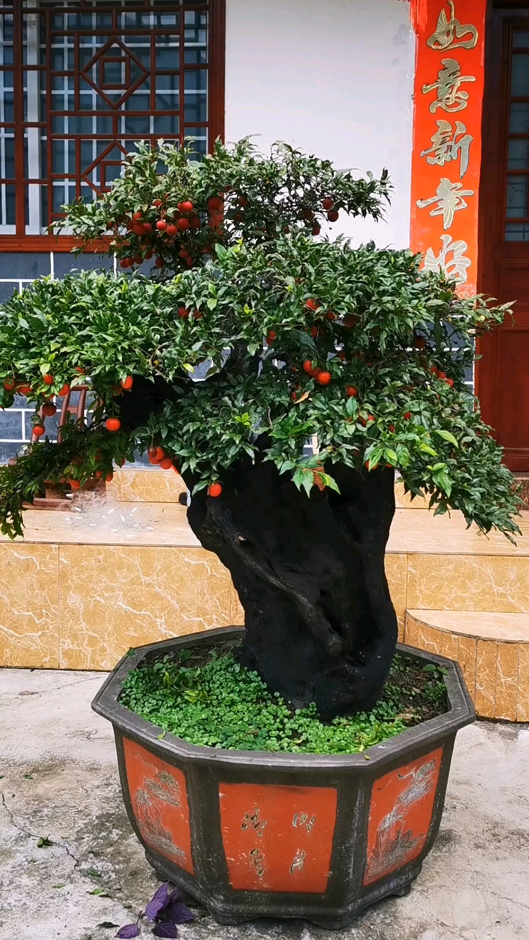 老桩血红果金弹子