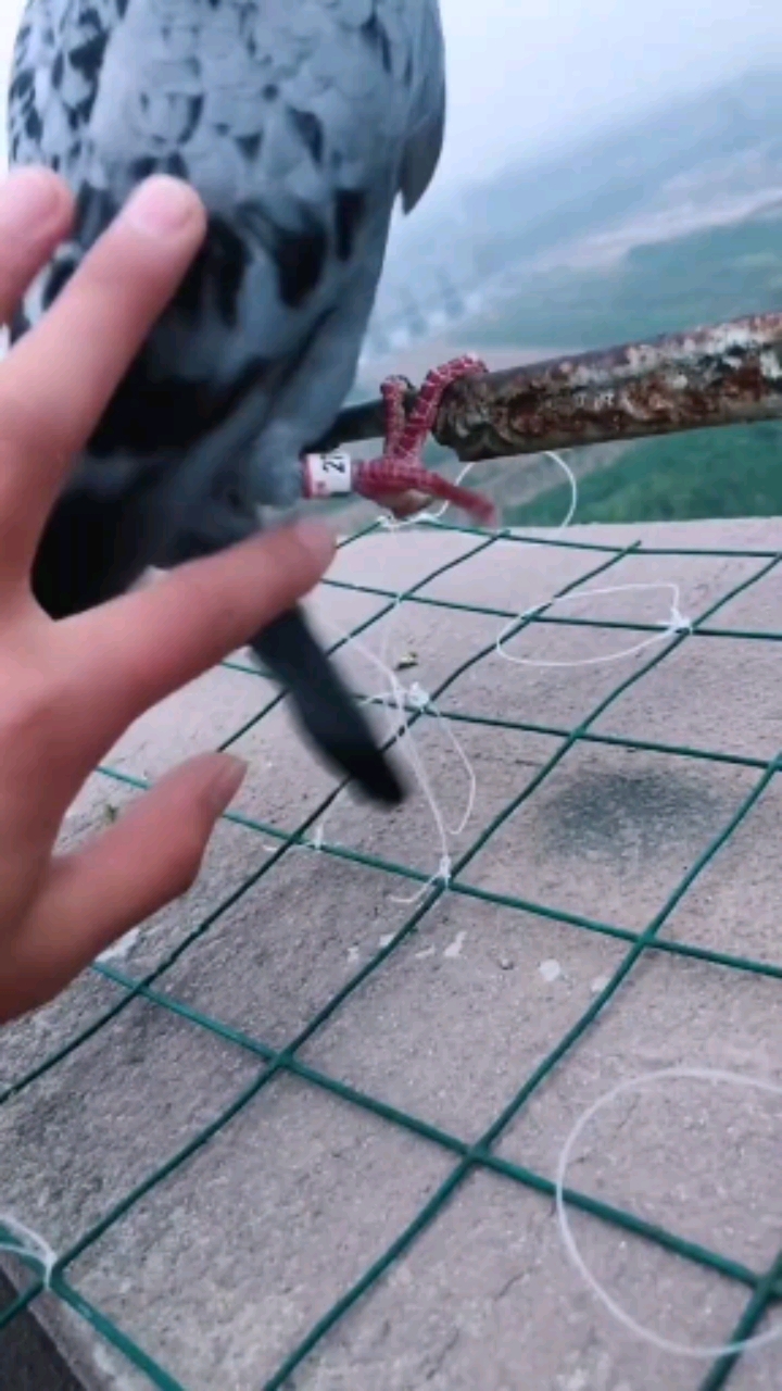 又鱼钩做的抓鸽子神器