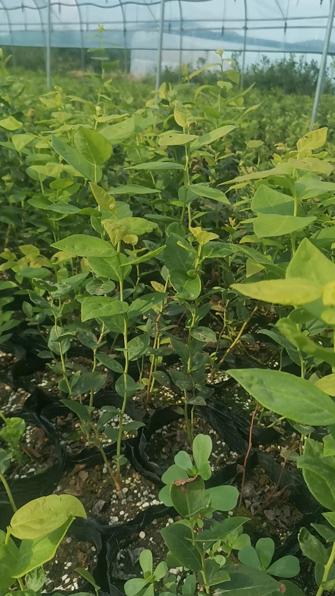 蓝丝带蓝莓苗早中熟北高蓝莓品种果型大风味独特产量高适合东北西北