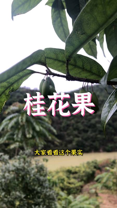 桂花果能吃吗?为什么有的桂花树不结果?