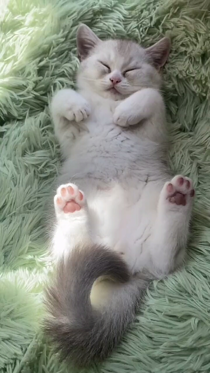我家萌宠成精了小猫咪脚为啥还能脱皮这玩意是脚气吗