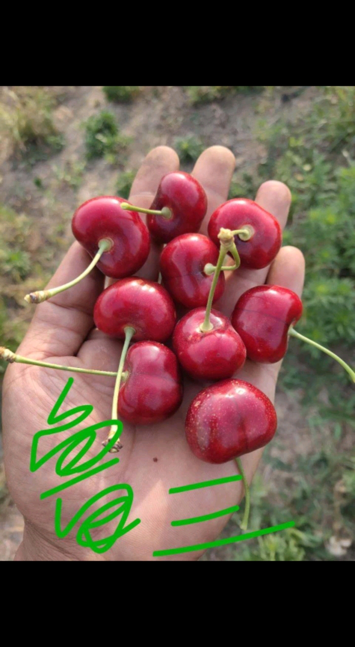 出售吉六砧木鲁樱三号樱桃苗