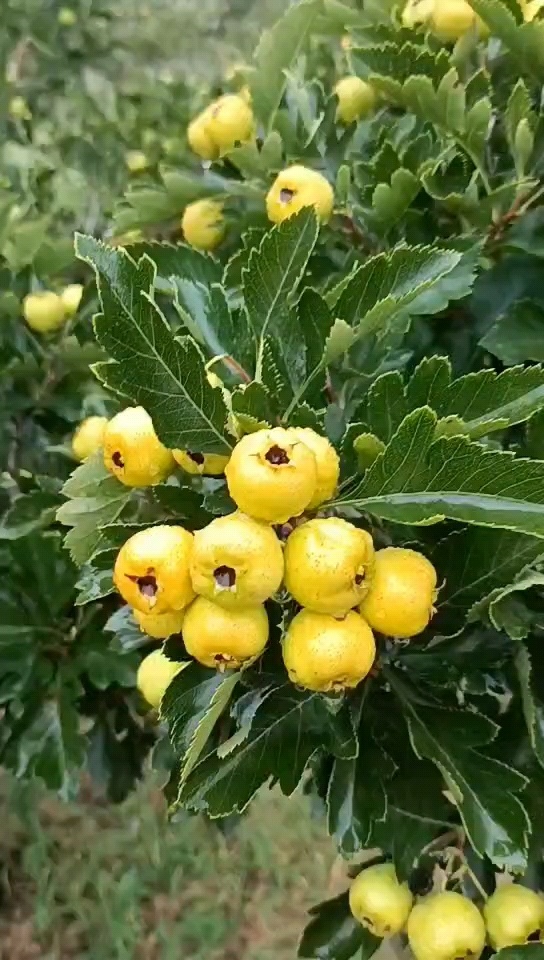 黄果山楂黄蜜甜山楂山楂苗基地