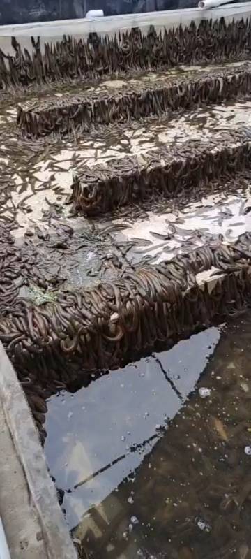 东北水蛭养殖#东北水蛭养殖基地誉邺昊燃的视频介绍