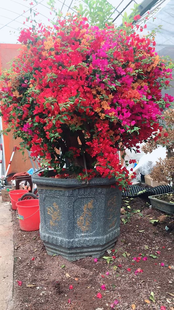 三角梅#不愧是五雀.花色确实美.-度小视