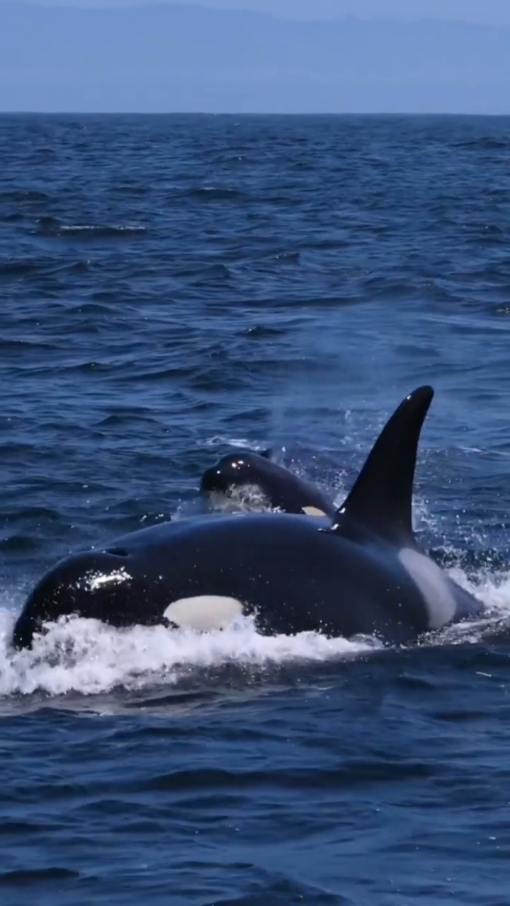 虎鲸,你是一种生命力顽强的动物,我爱那一种生命力顽强而又顽强的动物