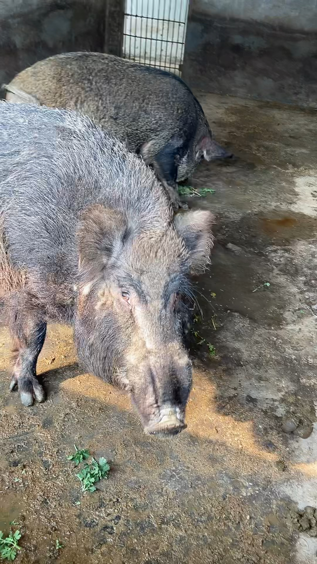 人工养殖的纯种野猪霸气十足-度小视