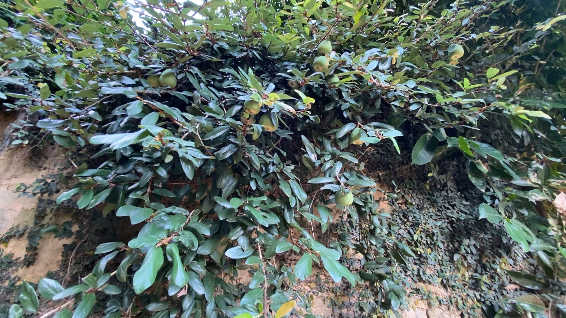 义龙山草药#凉粉果