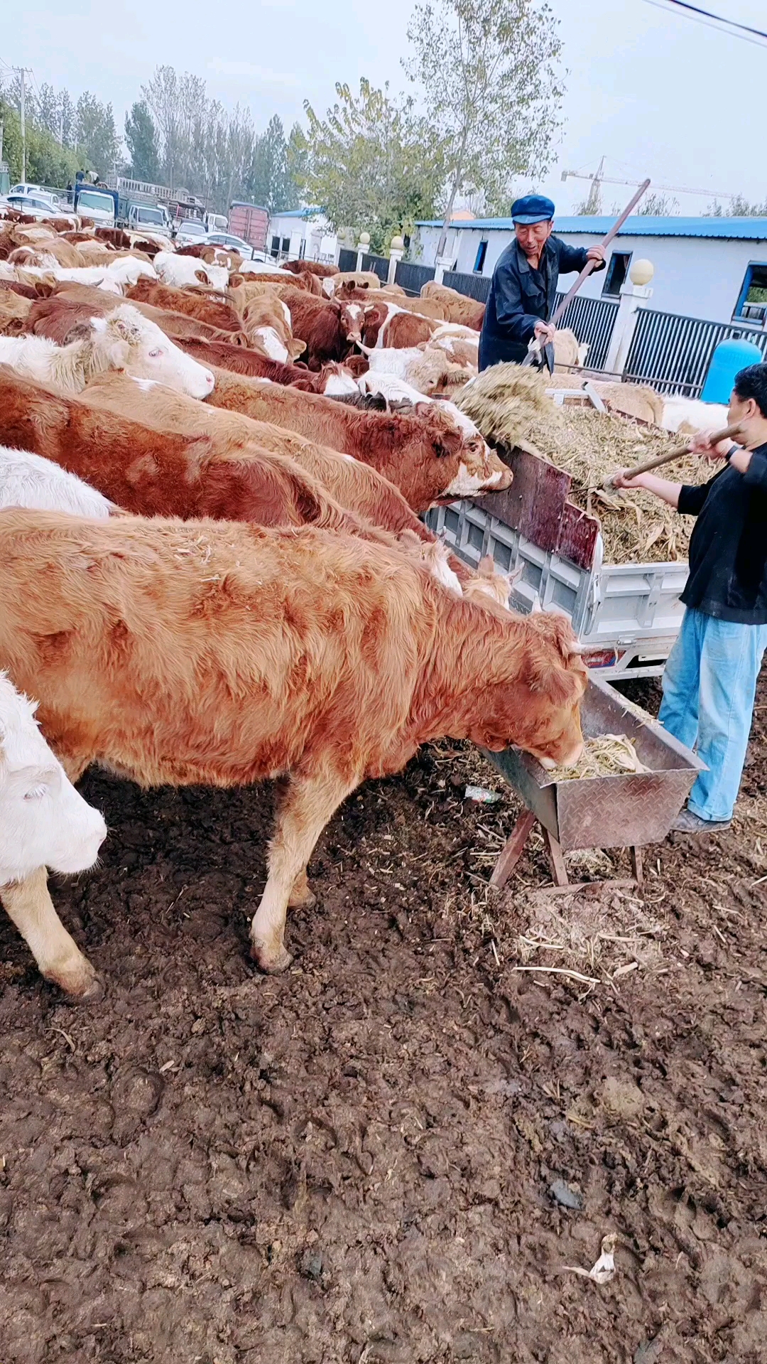 养牛大户