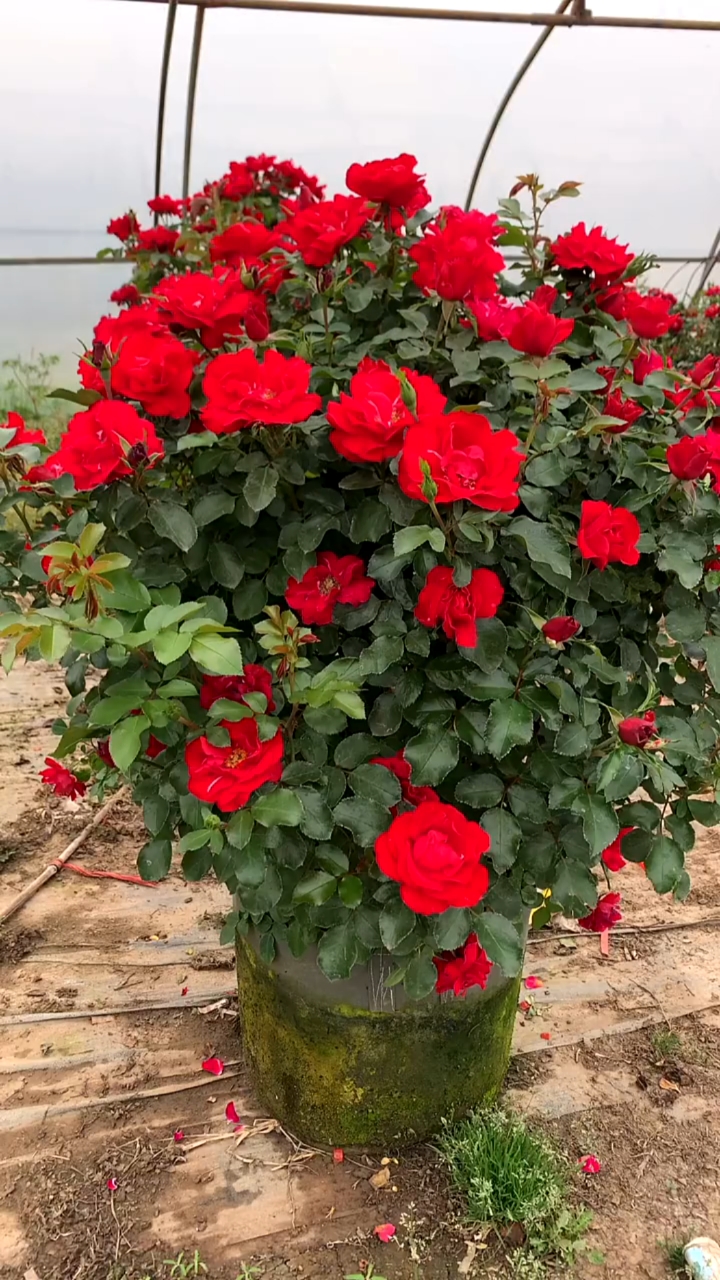 鲁硕红爬藤月季