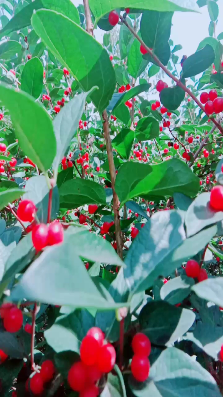 小红豆儿真漂亮!