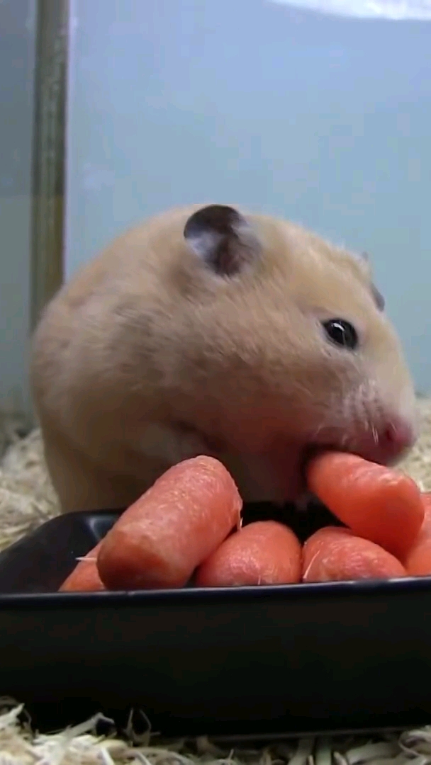 仓鼠太贪吃了哈哈