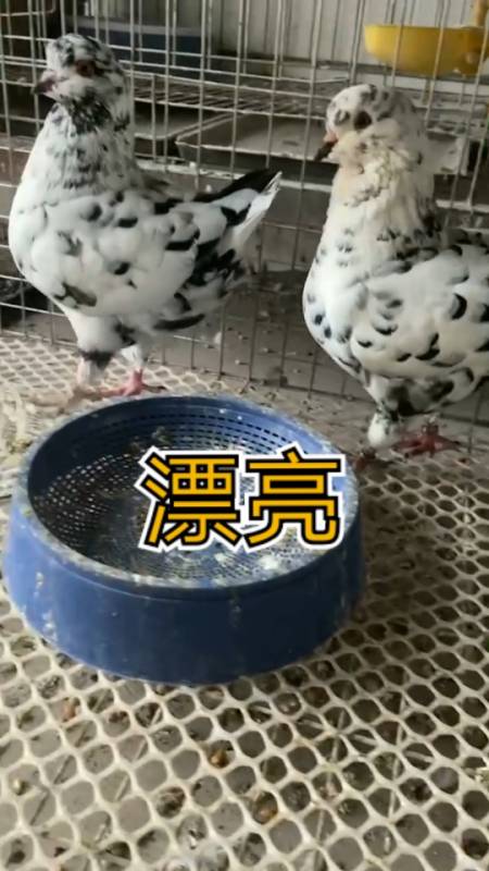 圆环鸽子,大体元宝鸽,观赏鸽,肉鸽多少钱一对,大肉鸽