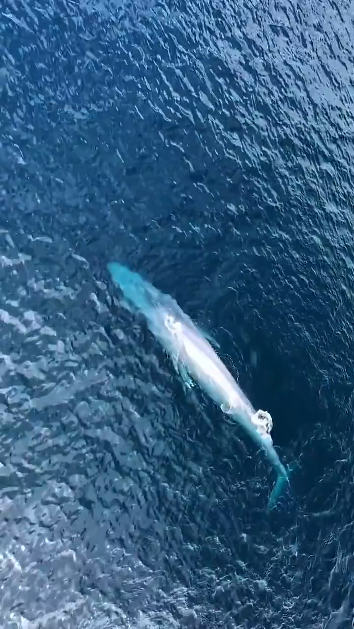 深海孤寂蓝鲸海洋最大哺乳动物声音来自海洋治愈的感觉