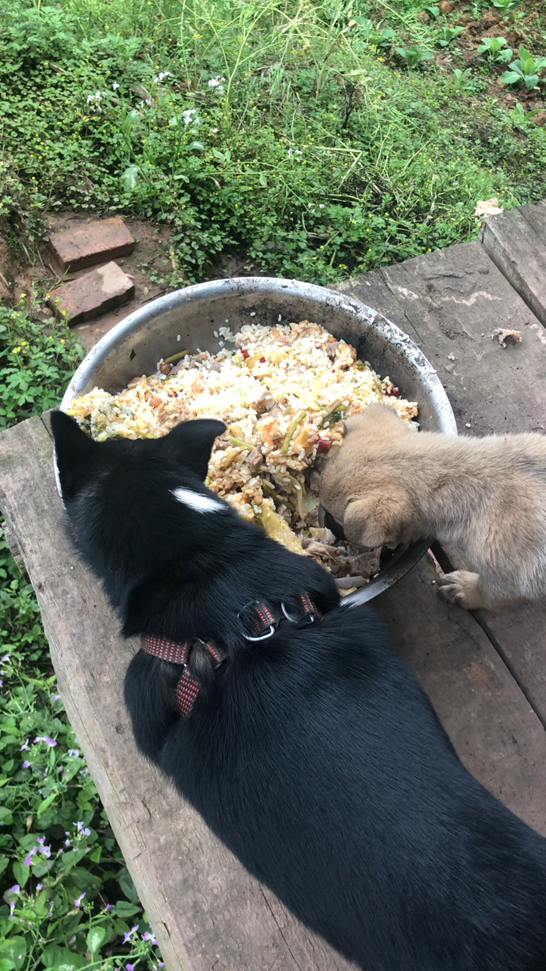 流浪狗##关爱流浪狗#两个毛孩子吃饭饭了