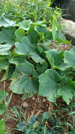 冬瓜藤,冬瓜花,这里结了一个毛冬瓜.